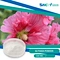 100% Natural Althaea Extract Powder